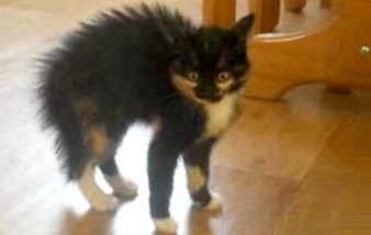 Video-chat-effrayé-avec-les-poils-hérissés